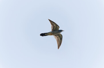 common cuckoo Cuculus canorus in flight or perched in Alsace, France