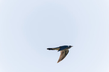common cuckoo Cuculus canorus in flight or perched in Alsace, France