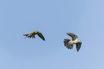 common cuckoo Cuculus canorus in flight or perched in Alsace, France