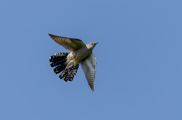 common cuckoo Cuculus canorus in flight or perched in Alsace, France