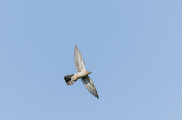 common cuckoo Cuculus canorus in flight or perched in Alsace, France
