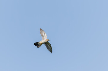 common cuckoo Cuculus canorus in flight or perched in Alsace, France