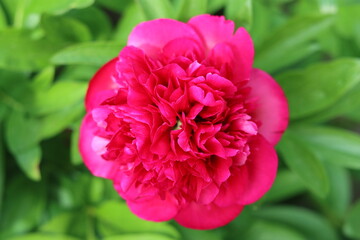 Obraz premium Deep pink peony flower in a garden
