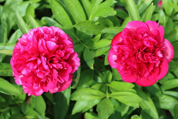 Pair of deep pink peony flowers in a garden