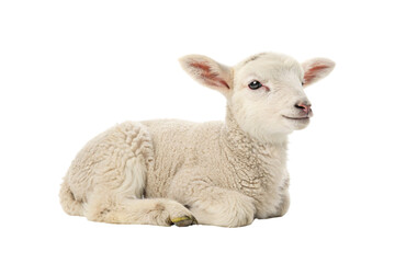 Fototapeta premium White lamb with curly wool lying down in resting position with legs tucked underneath body, isolated on a transparent background