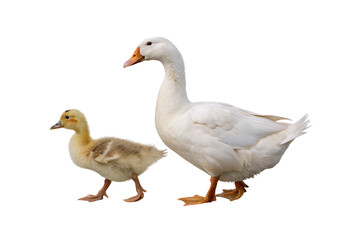 Fototapeta premium Adult white goose walking alongside small yellow gosling chick showing size difference and protective behavior, isolated on a transparent background