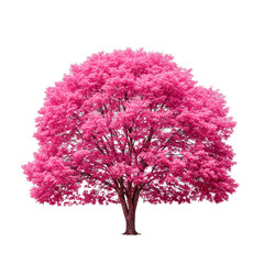 Obraz premium Illustration of a Vibrant Pink Blossom Tree with Transparent Background
