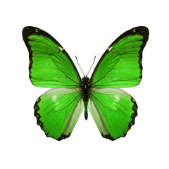 Fototapeta premium Illustration Of Green Butterfly With Transparent Wings Isolated on Black