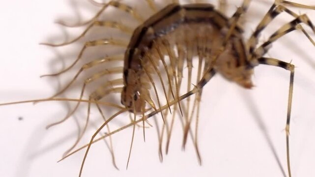 Extreme Close-Up: Centipede's Head and Legs Against a White Background