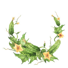 Cucumbers plant semi circular frame. Realistic watercolor yellow flower, green leaf, tendril and buds. Fresh harvest hand drawn watercolor clipart for canned vegetable label, farming seeds. Isolated