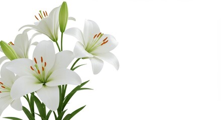 Fototapeta premium Blooming White Lilies Still Life Against White Backdrop