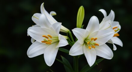 Fototapeta premium Blooming White Lily Flowers with Yellow Pollen Close Up