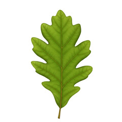 Illustration of Isolated Oak Green Leaf Detailed Botany on Transparent