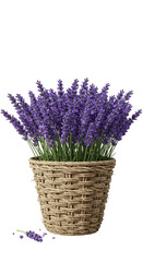 Illustration of Lavender Flower Plant in Woven Basket on Transparent Background