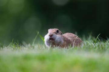 Funny ground squirrel