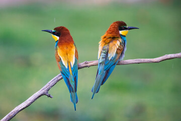 European bee eater, Merops apiaster. Common bee-eater. Close-up