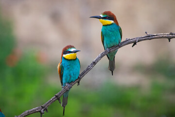 European bee eater, Merops apiaster. Common bee-eater. Close-up
