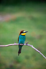 European bee eater, Merops apiaster. Common bee-eater. Close-up