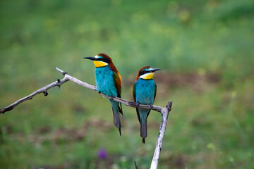 European bee eater, Merops apiaster. Common bee-eater. Close-up