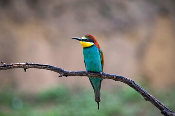 European bee eater, Merops apiaster. Common bee-eater. Close-up