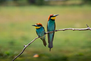 European bee eater, Merops apiaster. Common bee-eater. Close-up