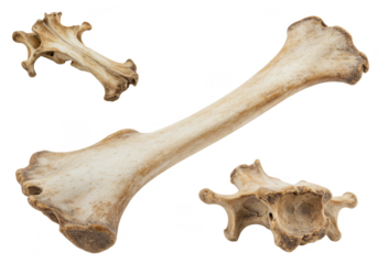 Isolated Animal Bones Skeleton Structure Anatomy on Transparent Backdrop