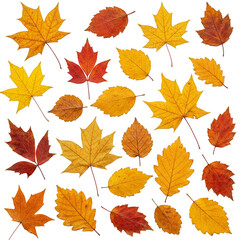 Isolated Background Assorted Autumn Leaves Pattern on Transparent Backdrop