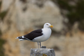 Obraz premium lesser black backed gull Larus fuscus perched in a harbor in Normandy, France