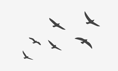 Flying Birds Silhouette in different positions. Vector illustration on white background