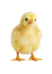Obraz premium Isolated Baby Yellow Chick Animal on Transparent Background