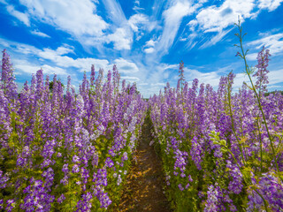 Path through a field of purple delphiniums at The Confetti Flower Field (Worcestershire, England, United Kingdom)