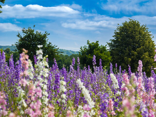 Colorful Delphiniums in the Confetti Flower Field (Worcestershire, England, United Kingdom)