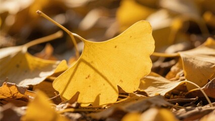 秋の綺麗な銀杏の葉