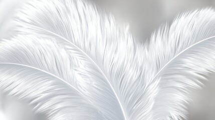Obraz premium top view white feathers background, soft light, full of feather image, minimal and peaceful 