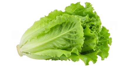 Isolated Fresh Green Lettuce Leaf For Healthy Vegetarian Dish