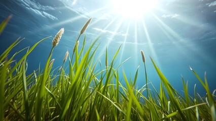 Obraz premium Under water grass with flower