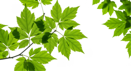 Isolated Green Leaf Illustration With Transparent Background Nature Design