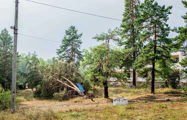 Fallen tree in forest aftermath of hurricane with damaged landscape and power lines