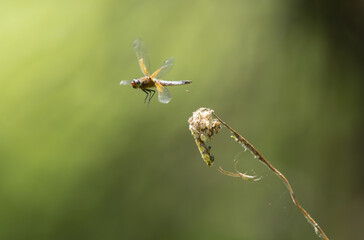 Scarce chaser Libellula fulva taking off to chase an insect