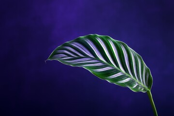 Strikingly patterned leaf against a deep indigo backdrop.