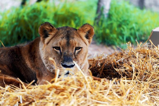 Closeup of lioness lying on dry hay