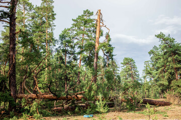 Fallen trees in a forest after a summer hurricane, showcasing nature's resilience and destruction