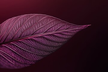 Detailed close-up of a textured purple leaf.