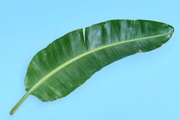 Lush green banana leaf against a vibrant light blue background.