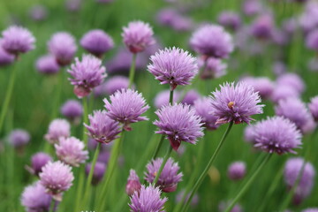 Masses of purple chive flowers in a garden