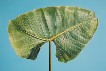 Close-up of a large, vibrant green leaf against a light blue background.