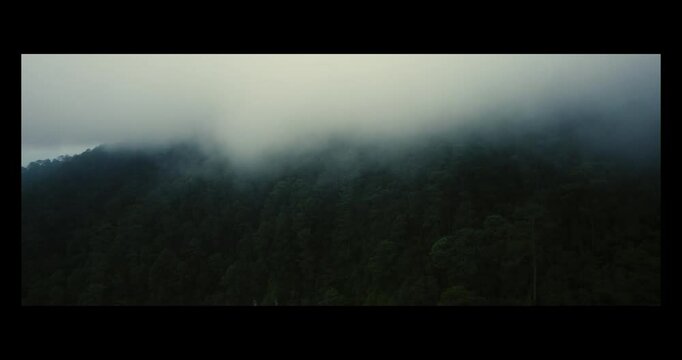 vuelo de dron en un bosque con neblina 
