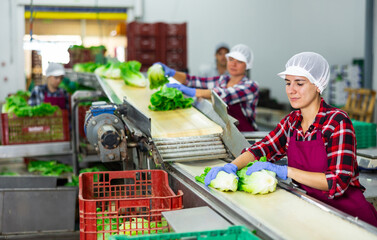 Cheerful latin woman in apron sorting and stacking fresh green lettuce manually while working in...