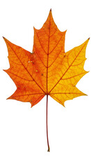 Fototapeta premium Isolated Macro of Golden Maple Leaf Symbol of Autumn on Transparency