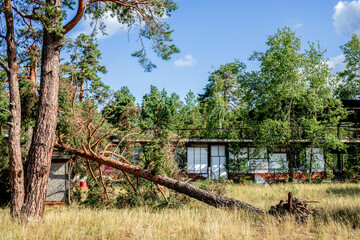 Fallen tree in summer forest after hurricane, showcasing nature's resilience and destruction